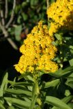 Seaside Goldenrod