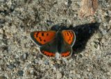 American Copper