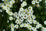 Frost Aster (?)