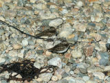 Sleeping Least Sandpipers