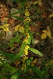 Bluestem Goldenrod