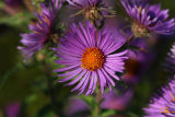 New England Aster