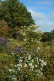 Field of Asters