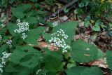 White Snakeroot