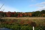 October Foliage