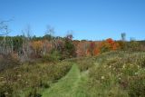 Edge of the Beaver Marsh