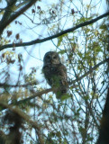 Barred Owl