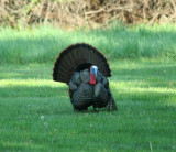 Turkey