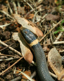 Ring-neck Snake