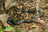 Ring-neck Snake