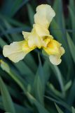 Late Late Bloomer