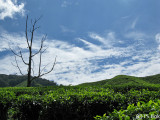 Sungai Palas Tea Plantation.jpg