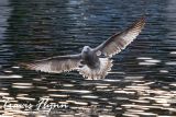 An Evening at the Duck Pond
