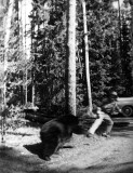 Grandpap chased by a bear