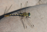 Kleine tanglibel - Green-eyed Hook-tailed Dragonfly - Onychogomphus forcipatus