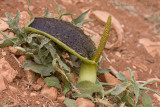 Eminium spiculatum