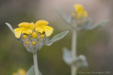 Phlomis spec.