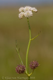Pijptorkruid - Tubular Water-dropwort - Oenanthe fistulosa