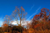 Trees And Cloud At Fall Peak Season