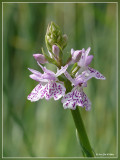 Orchidee