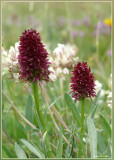 Zwarte Vanillieorchis - Nigritella nigra