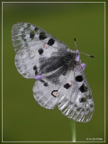 apollovlinder (Parnassius apollo)