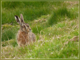 haas in de polders