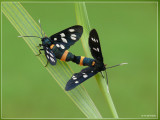 Phegeavlinder - Amata phegea