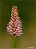 Adderwortel - Persicaria bistorta