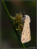 Witte tijger - Spilosoma lubricipeda