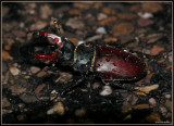 Vliegend hert - Lucanus cervus
