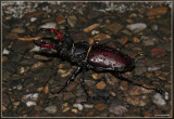 Vliegend hert - Lucanus cervus