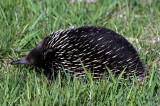Echidna