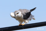 Black-shouldered Kite