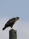azorenbuizerd 07-2008