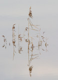 riet ijssel 12-12-2007