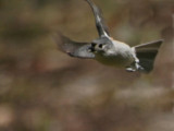 Tufted Titmouse