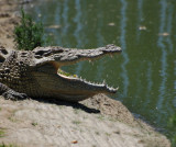 croc-adult not so wild