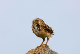 Burrowing Owl