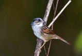 Swamp Sparrow