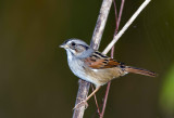 Swamp Sparrow