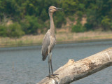 Reddish Egret