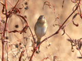 LeContes Sparrow