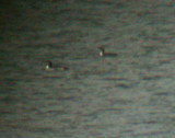 Pacific Loon