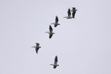 American White Pelicans