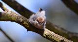 Brown-headed Nuthatch