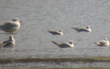 Little Gull