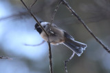 Black-capped Chickadee