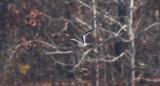 Little Gull