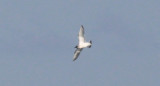 Little Gull